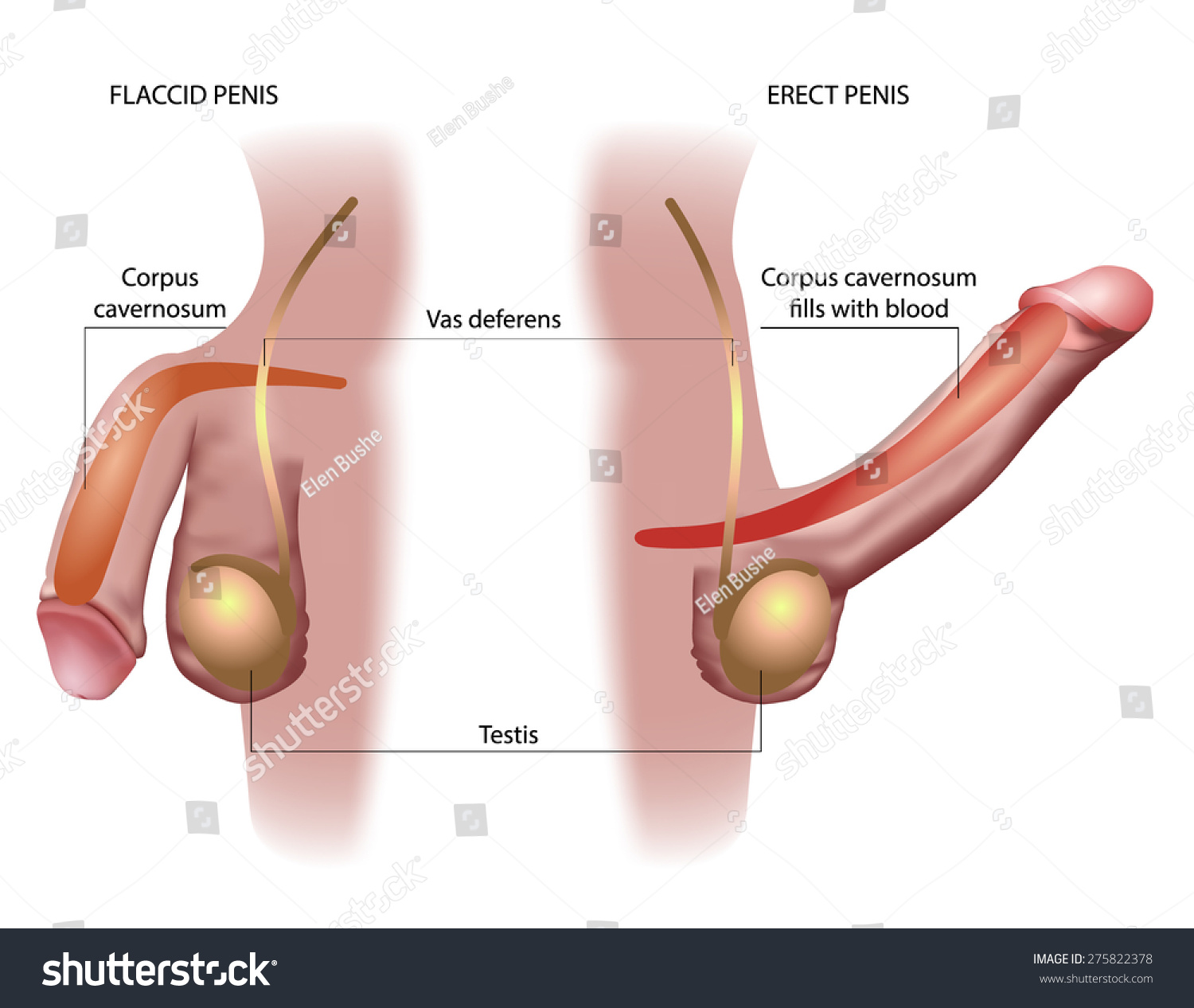 clint tolbert like male erection picture photo bill meaney recommends male erection picture pic