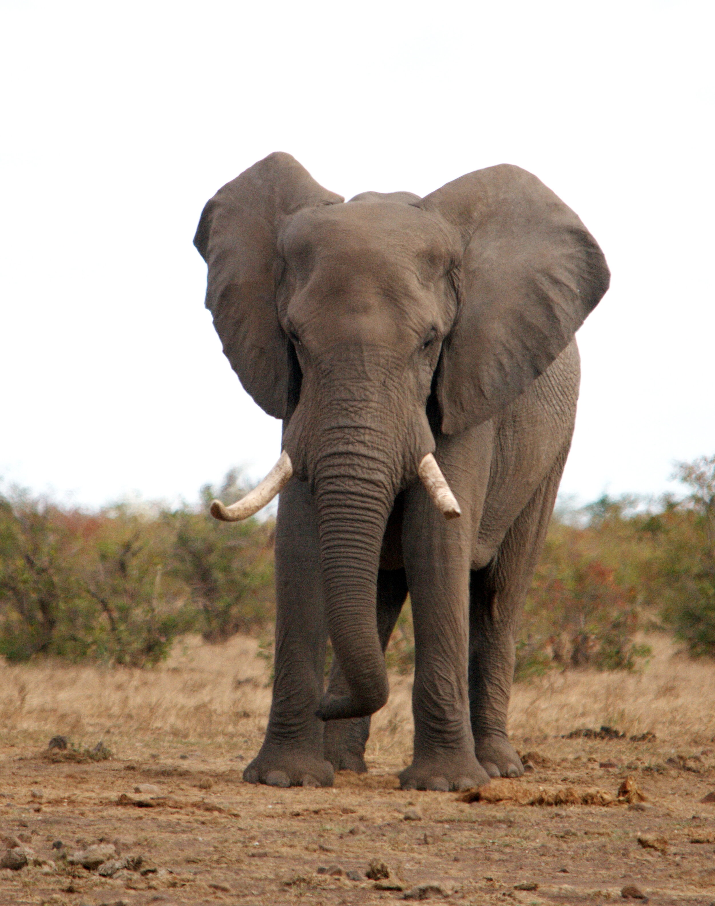 Elephant Porn gif iloveassholes david rathgeber recommends Elephant Porn