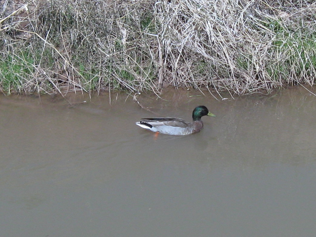 duck porn buddy sites duck porn