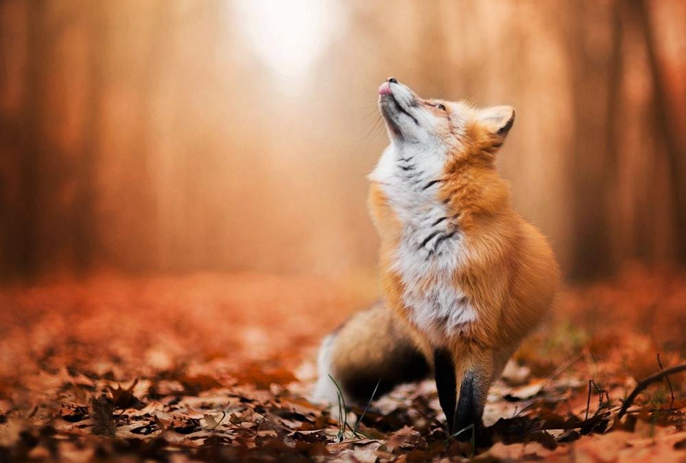 alina padure like autumn foxx photo ann ismail recommends autumn foxx pic