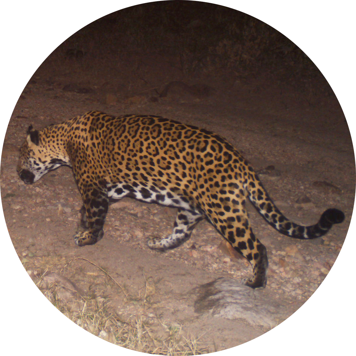 cynthia stanfield recommends kitty jaguar porn pic