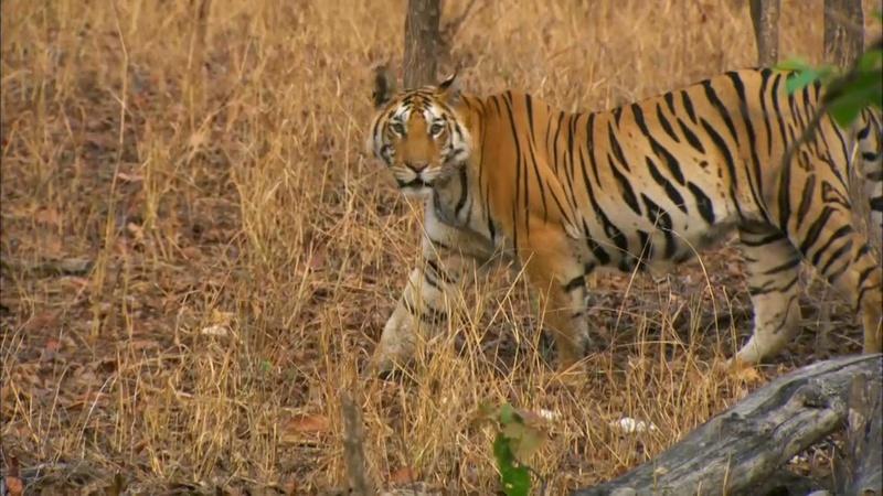 safari tiger bbc - jia zi porn megnut fan bus