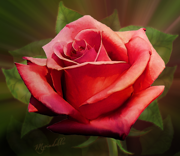 painted rose porn - stud sucking dick videos de masajes eroticos