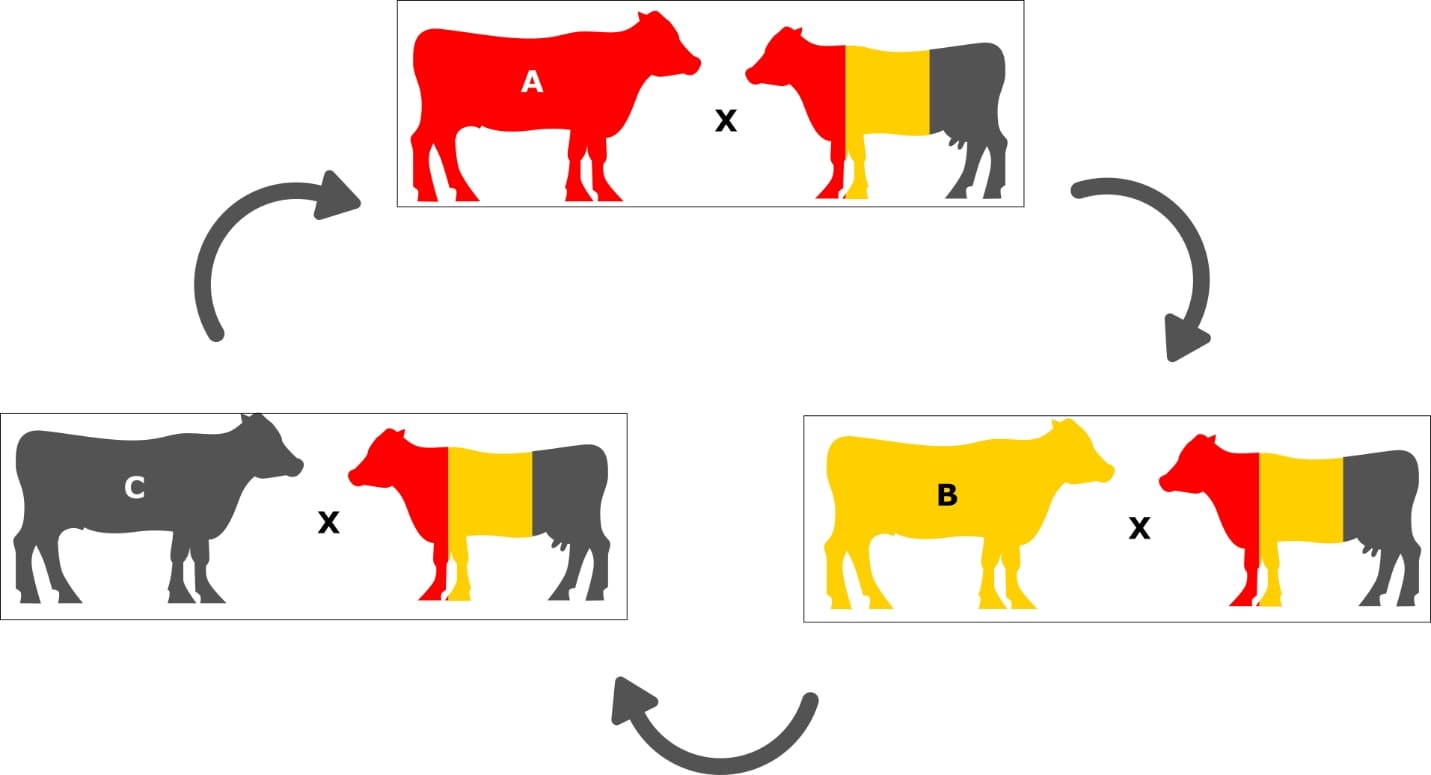 chi wai lui recommends Crossbreeding Assistance