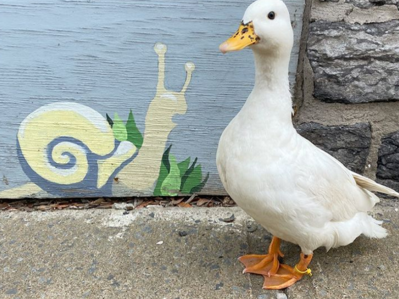 adriana montemayor recommends Duck Porn
