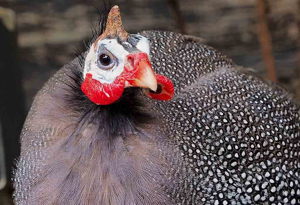 Best of Fowl fowl porn