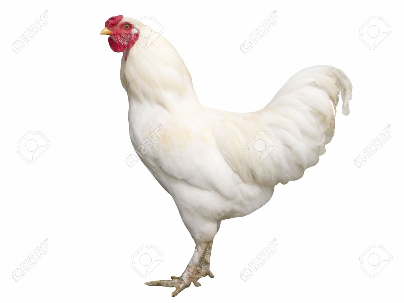 andrew snow like black vs white cocks photo adnan ul hassan recommends black vs white cocks pic