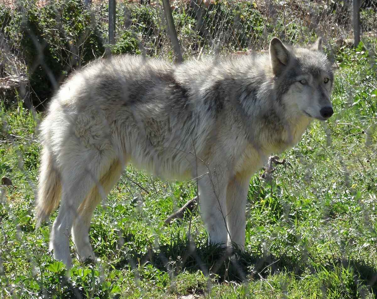 aurora porter recommends wolf link porn pic