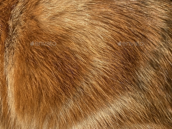 Best of Hairy pussy close up