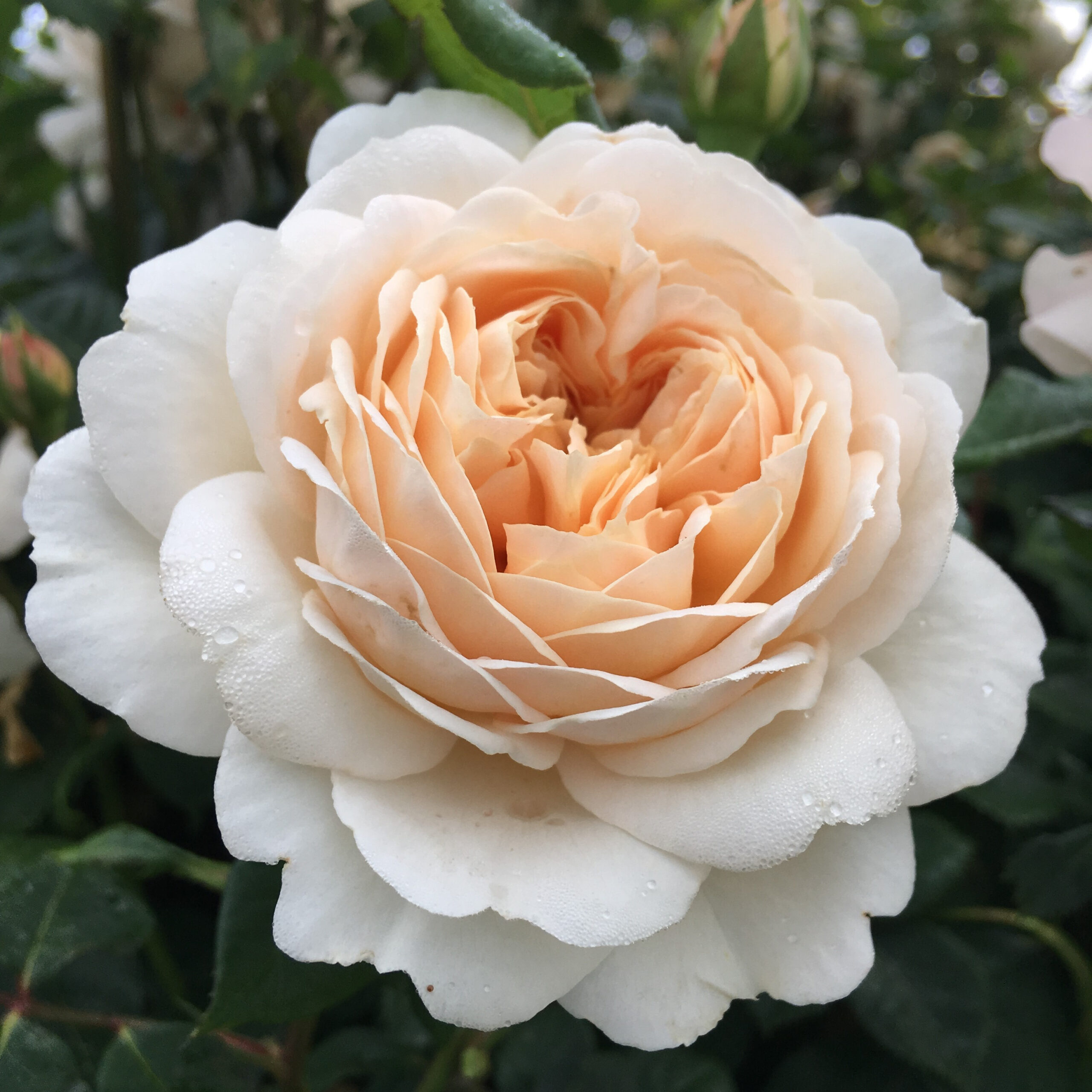christian stump like anatasia rose photo angel syafira recommends anatasia rose pic