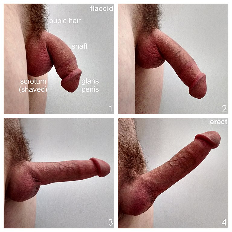 Male Erection Picture ass hard charlotte croft recommends Male Erection Picture