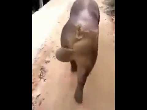 Best of Big balls slapping
