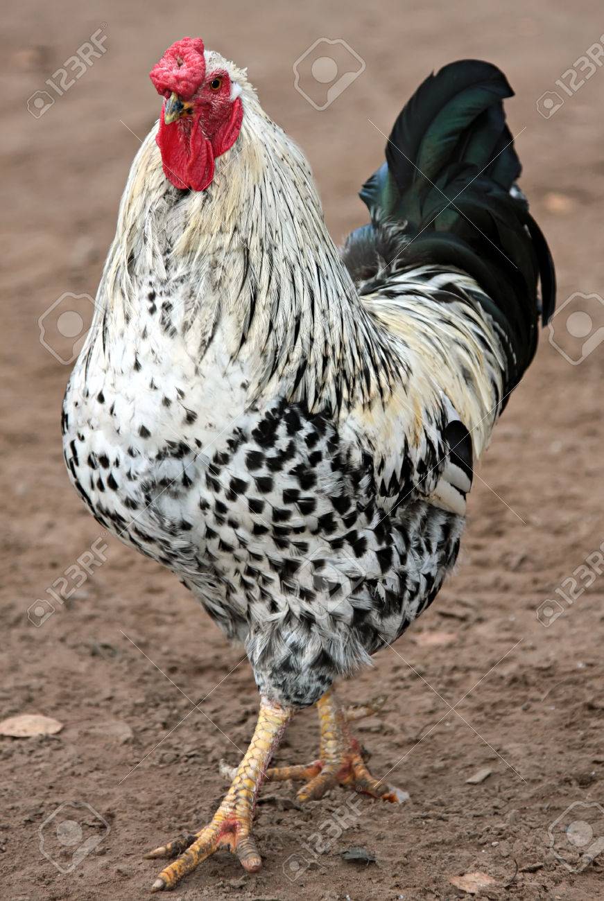 atif saqib recommends Black Vs White Cocks
