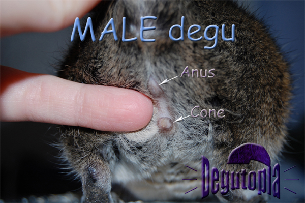 damla polat recommends Mature Women Anal