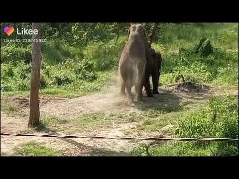 elephant porn - eve nude bellesa house party all star