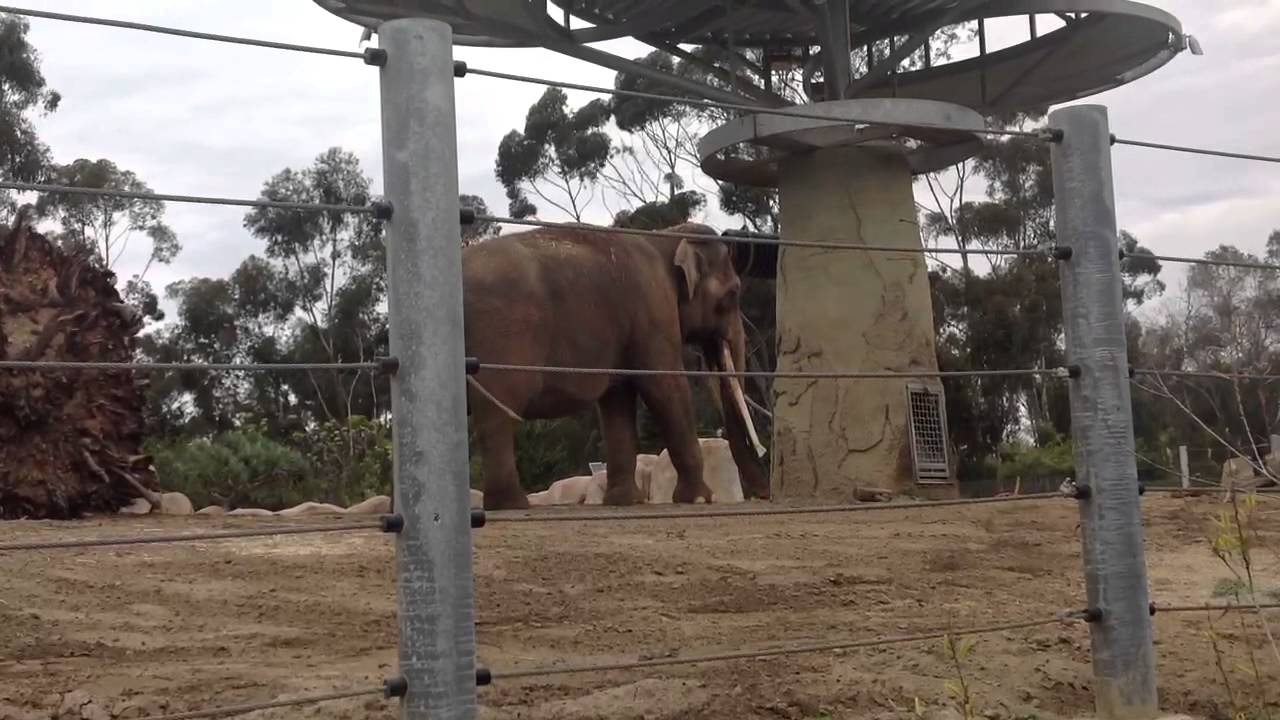 elephant porn - shane erickson porn mature woman gives handjob