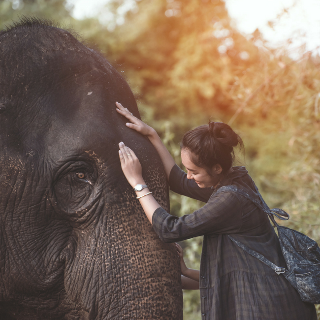 alvin gevero recommends Elephant Porn