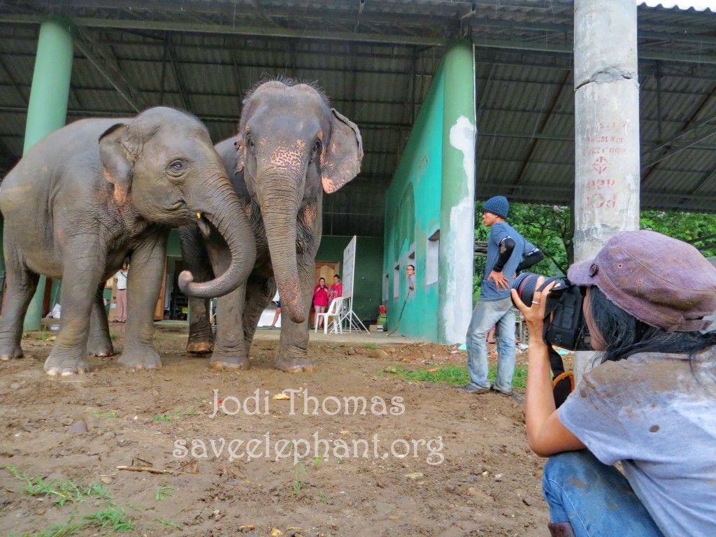 elephant porn - serena blaquelord moona snake xxx