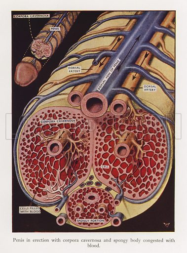 male erection picture sex fuck male erection picture
